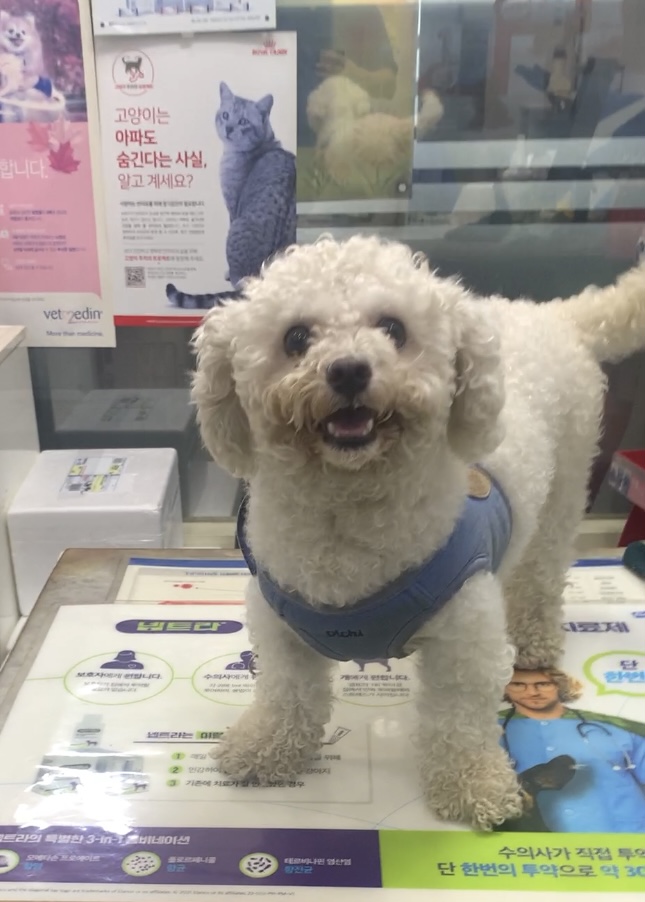 늘푸른동물병원_428354202400868